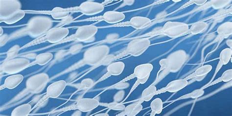 spermatozoide|Sexual FAQs